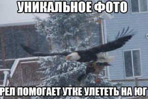 Смешные картинки с надписями