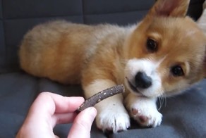 35 позитивных корги, которые сделают ваш день лучше