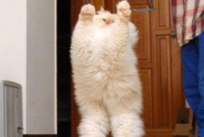 Крупные домашние кошки и коты