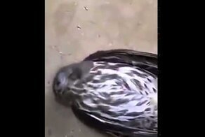 Сова врезалась в окно