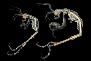 10 недавно открытых видов животных