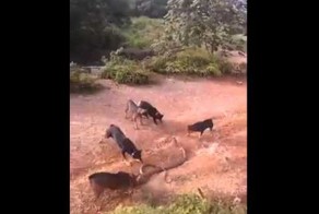 Собаки напали на змею 