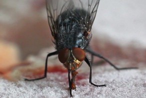 Муха попробовала замерзшего мяса и прилипла