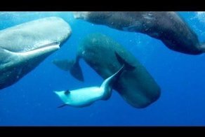 Кашалот решил познакомиться с подводным аппаратом