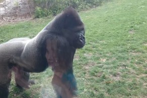 Когда горилла атакует