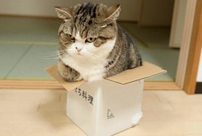Ученые ответили на вопрос, почему кошки любят сидеть в коробках