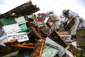 В США перевернулся грузовик с пчелами