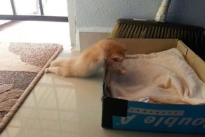 20 кошек, которым действительно нужны выходные