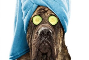 Собачья жизнь по человеческим стандартам