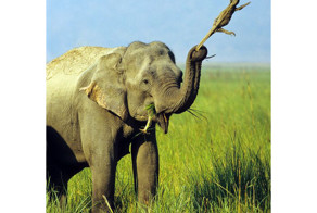 Пан или пропал: потрясающие фотографии разборок диких животных