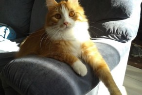 Финские коты-герои