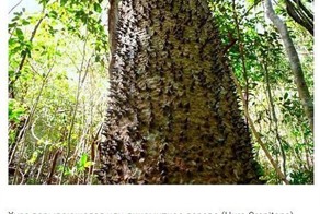 10 странных вещей, которые умеют делать деревья