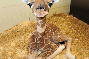 Зверята - малыши