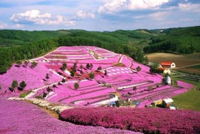 Праздник сакуры