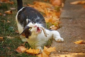 Фотографии, сделанные в самый нужный и решающий момент времени