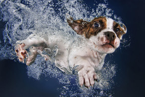 Щенки под водой