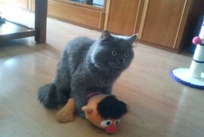 Прикольные фото и картинки от zubrilov за 22.03.2013 №150767