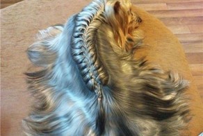 10 чудесных животных, украшенных косами