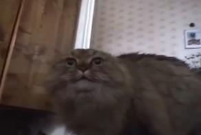 Музыкальный трек можно сделать из чего угодно