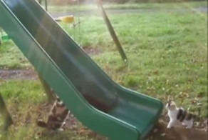 Коты против качели