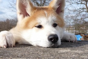 Самые дорогие породы собак