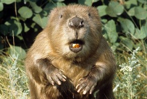 Бобер-боксер напал на человека!