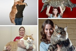 Кошки бывают разные… Например, гигантские!