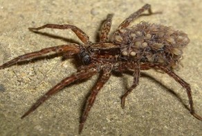 Из тела убитого паука выползли сотни маленьких пауков