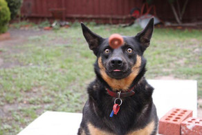 Прикольные неожиданные фотографии  