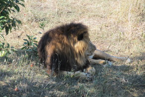 Парк Львов &quot;Тайган&quot; в Крыму