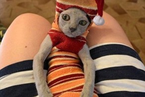 Мой хозяин идиот!!!