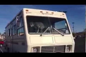 Собака скучает одна в машине