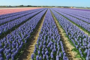 Цветочные поля в Голландии