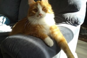 Коты-Герои!!!