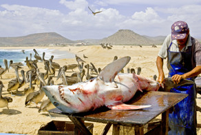 Незаконная добыча акульих плавников