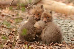 Главное — не разворошить лисье гнездо