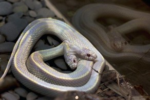 Прикольные фото и картинки от zubrilov за 26.03.2013 №151077