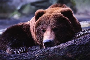 Удивительные факты о медведях