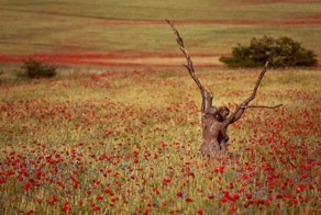 Боди-маскировка: тела моделей, замаскированные под окружающую среду