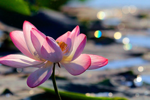 Три загадки лотоса