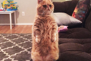 Котэ прямоходящий