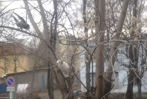Ворон глумится над котом
