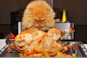Коты, застуканные на месте преступления