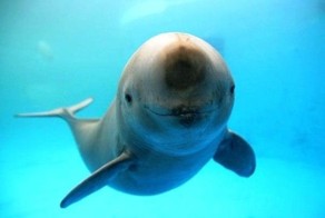 Мир принадлежит тому, кто ему рад !