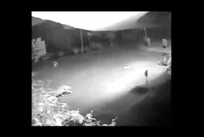 Ягуар нападение на спящую собаку