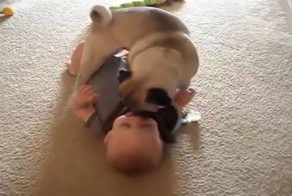 Малыш играет с мопсом