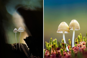 Сказочные грибы от Мартина Пфистера