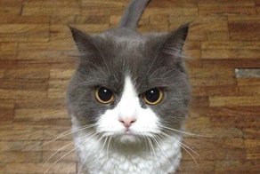 Смешные картинки с надписями