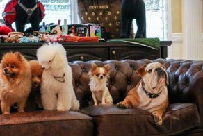 Роскошный отель для животных в Сингапуре