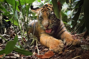 Милые животные, которые заставят вас улыбнуться